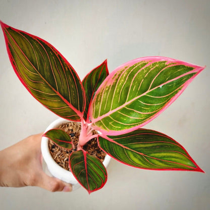 aglaonema khanza for sale, aglaonema khanza buy online, aglaonema khanza price, aglaonema khanza shop