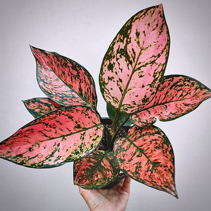 aglaonema lady valentine for sale, aglaonema lady valentine buy online, aglaonema lady valentine price, aglaonema lady valentine shop