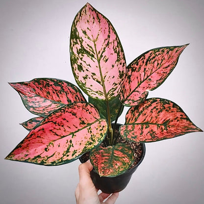 aglaonema lady valentine for sale, aglaonema lady valentine buy online, aglaonema lady valentine price, aglaonema lady valentine shop