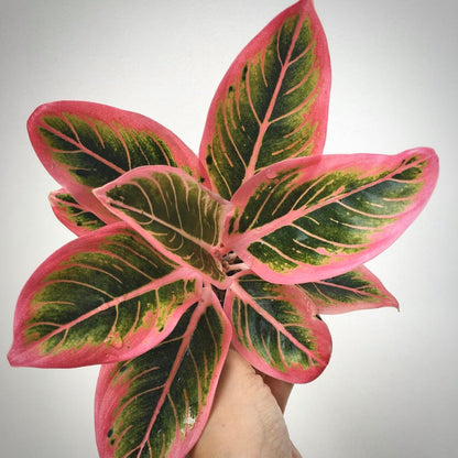 aglaonema lotus delight for sale, aglaonema lotus delight buy online, aglaonema lotus delight price, aglaonema lotus delight shop