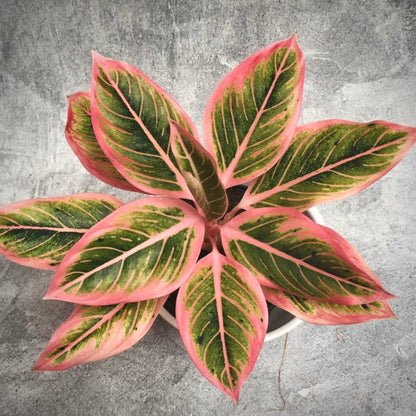 aglaonema lotus delight for sale, aglaonema lotus delight buy online, aglaonema lotus delight price, aglaonema lotus delight shop