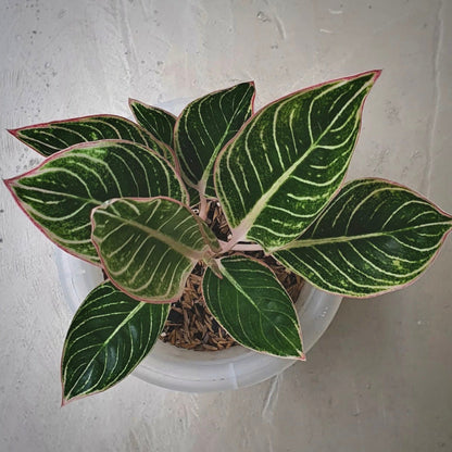 aglaonema minion for sale, aglaonema minion buy online, aglaonema minion price, aglaonema minion shop