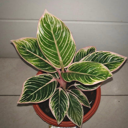 aglaonema minion for sale, aglaonema minion buy online, aglaonema minion price, aglaonema minion shop