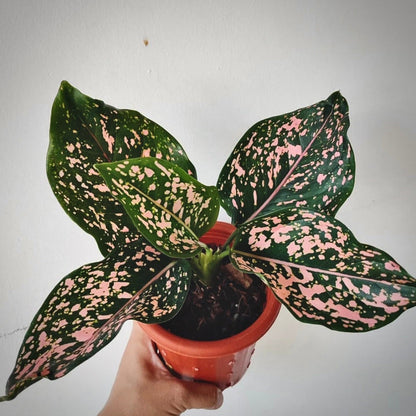 aglaonema pink dalmation for sale, aglaonema pink dalmation buy online, aglaonema pink dalmation price, aglaonema pink dalmation shop