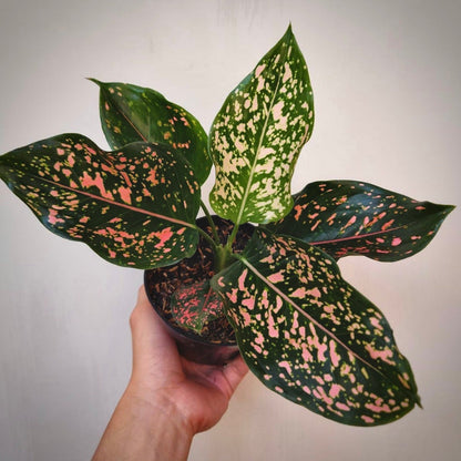 aglaonema pink dalmation for sale, aglaonema pink dalmation buy online, aglaonema pink dalmation price, aglaonema pink dalmation shop