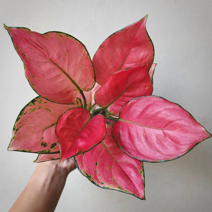 aglaonema pink katrina for sale, aglaonema pink katrina buy online, aglaonema pink katrina price, aglaonema pink katrina shop