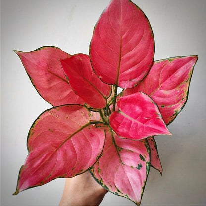 aglaonema pink katrina for sale, aglaonema pink katrina buy online, aglaonema pink katrina price, aglaonema pink katrina shop