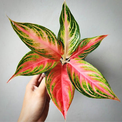 aglaonema pink sunset for sale, aglaonema pink sunset buy online, aglaonema pink sunset price, aglaonema pink sunset shop