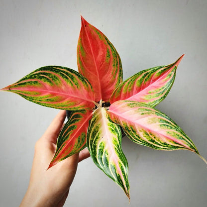 aglaonema pink sunset for sale, aglaonema pink sunset buy online, aglaonema pink sunset price, aglaonema pink sunset shop