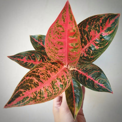 aglaonema reanita for sale, aglaonema reanita  buy online, aglaonema reanita price, aglaonema reanita shop