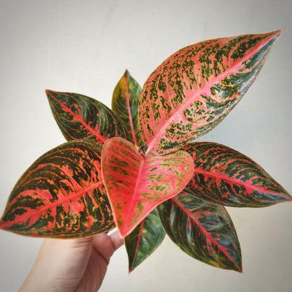 aglaonema reanita for sale, aglaonema reanita  buy online, aglaonema reanita price, aglaonema reanita shop