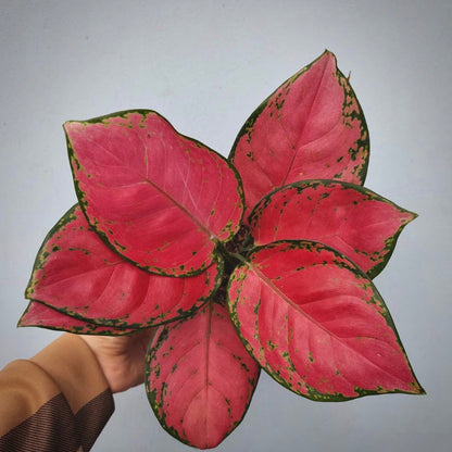 aglaonema red anjamani for sale, aglaonema red anjamani buy online, aglaonema red anjamani price, aglaonema red anjamani shop