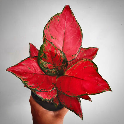 aglaonema red anjamani for sale, aglaonema red anjamani buy online, aglaonema red anjamani price, aglaonema red anjamani shop