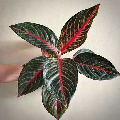 aglaonema red emerald for sale, aglaonema red emerald buy online, aglaonema red emerald price, aglaonema red emerald shop