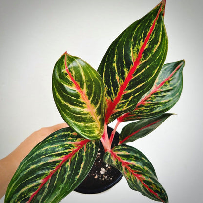 aglaonema red emerald for sale, aglaonema red emerald buy online, aglaonema red emerald price, aglaonema red emerald shop