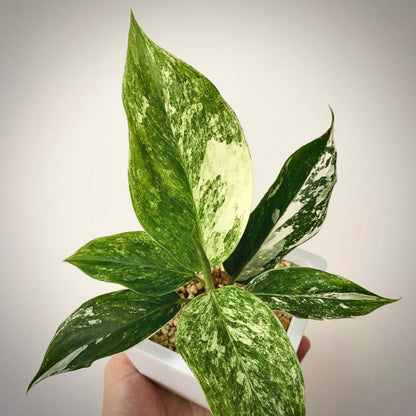 aglaonema siam jade variegata for sale, aglaonema siam jade variegata buy online, aglaonema siam jade variegata price, aglaonema siam jade variegata shop