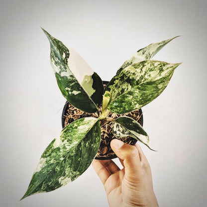 aglaonema siam jade variegata for sale, aglaonema siam jade variegata buy online, aglaonema siam jade variegata price, aglaonema siam jade variegata shop