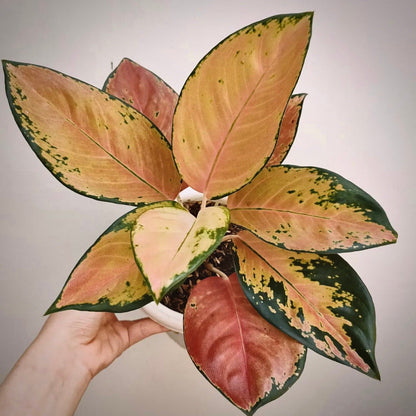 aglaonema sultan brunei for sale, aglaonema sultan brunei buy online, aglaonema sultan brunei price, aglaonema sultan brunei shop