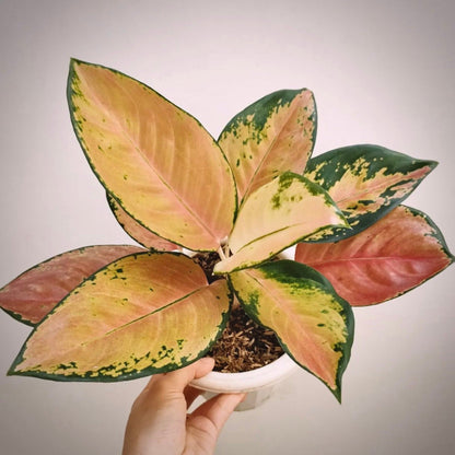 aglaonema sultan brunei for sale, aglaonema sultan brunei buy online, aglaonema sultan brunei price, aglaonema sultan brunei shop