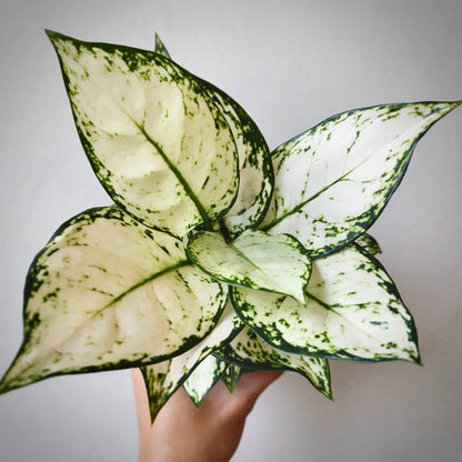 aglaonema super white for sale, aglaonema super white buy online, aglaonema super white price, aglaonema super white shop