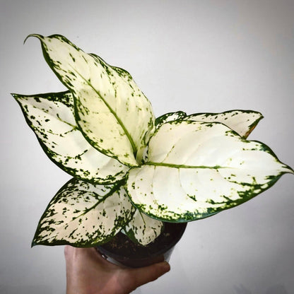 aglaonema super white for sale, aglaonema super white buy online, aglaonema super white price, aglaonema super white shop