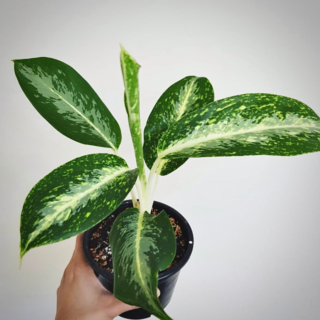 Aglaonema White Rain For Sale | Aglaonema White Rain Seeds – PLANTAROID