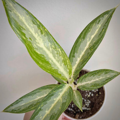 aglaonema white rain for sale, aglaonema white rain buy online, aglaonema white rain price, aglaonema white rain shop