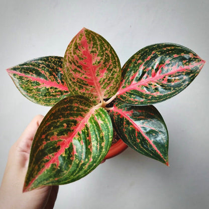 aglaonema widuri for sale, aglaonema widuri  buy online, aglaonema widuri price, aglaonema widuri shop