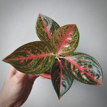 aglaonema widuri for sale, aglaonema widuri  buy online, aglaonema widuri price, aglaonema widuri shop