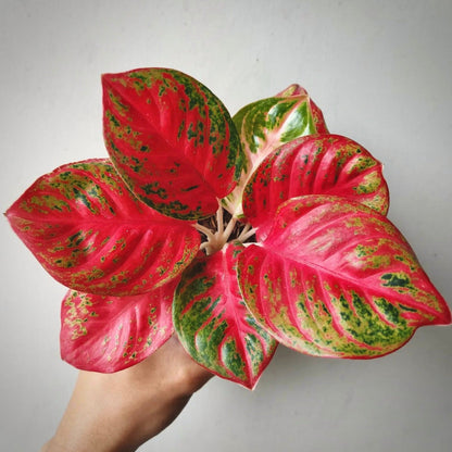 aglaonema wulandari for sale, aglaonema wulandari buy online, aglaonema wulandari price, aglaonema wulandari shop