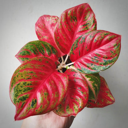 aglaonema wulandari for sale, aglaonema wulandari buy online, aglaonema wulandari price, aglaonema wulandari shop