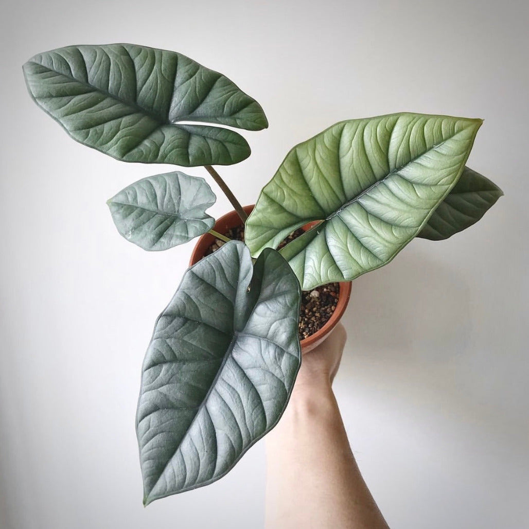 alocasia bisma for sale, alocasia bisma buy online, alocasia bisma price, alocasia bisma shop