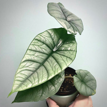 alocasia bisma for sale, alocasia bisma buy online, alocasia bisma price, alocasia bisma shop