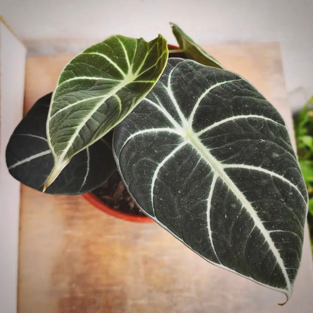 alocasia black velvet for sale, alocasia black velvet buy online, alocasia black velvet price, alocasia black velvet shop