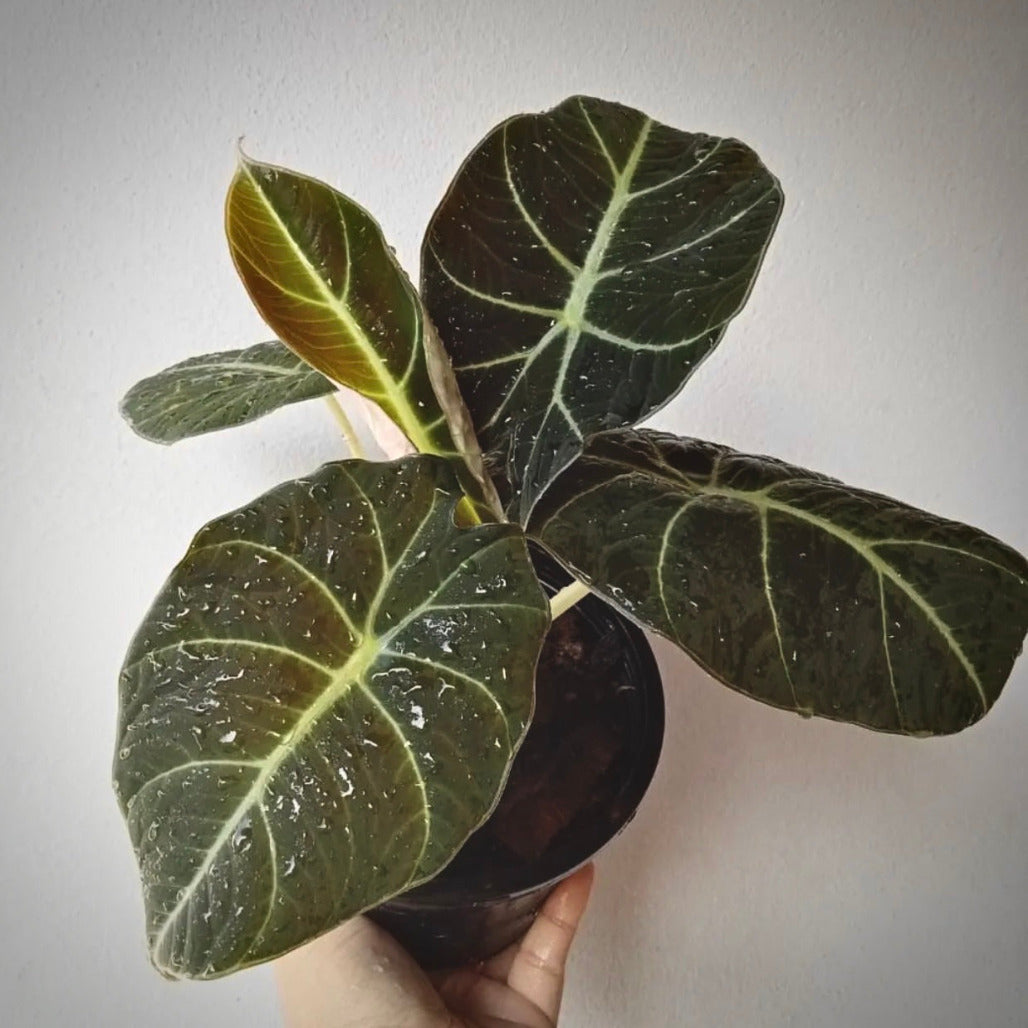 alocasia black velvet for sale, alocasia black velvet buy online, alocasia black velvet price, alocasia black velvet shop