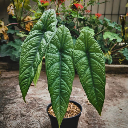 alocasia borneo for sale, alocasia borneo buy online, alocasia borneo price, alocasia borneo shop