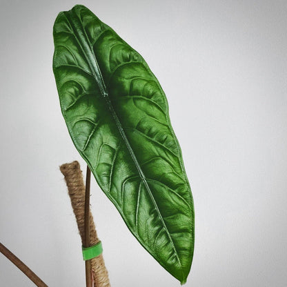 alocasia borneo for sale, alocasia borneo buy online, alocasia borneo price, alocasia borneo shop