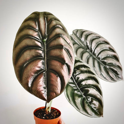 alocasia cuprea for sale, alocasia cuprea buy online, alocasia cuprea price, alocasia cuprea shop