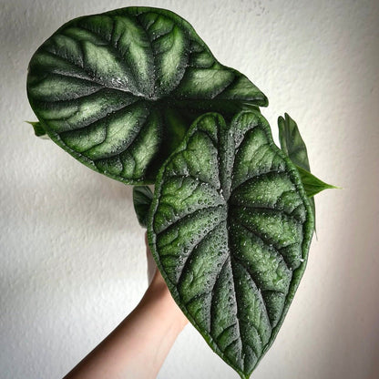 alocasia dragon scale for sale, alocasia dragon scale buy online, alocasia dragon scale price, alocasia dragon scale shop