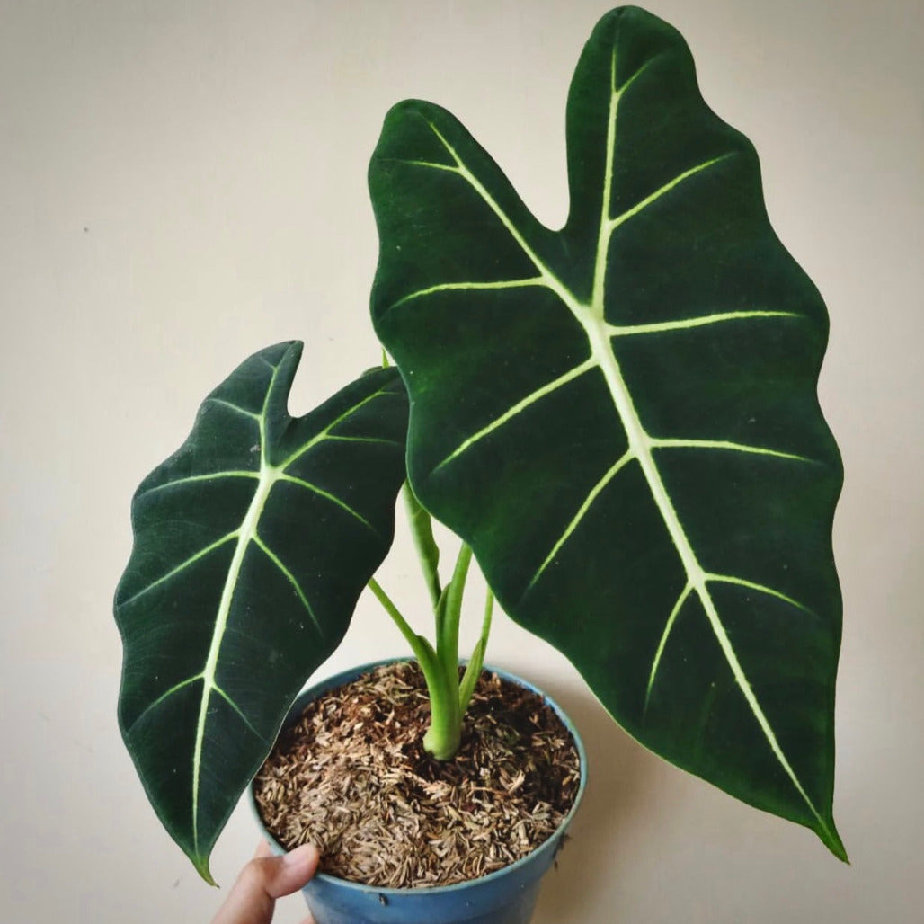 alocasia frydek for sale, alocasia frydek buy online, alocasia frydek price, alocasia frydek shop