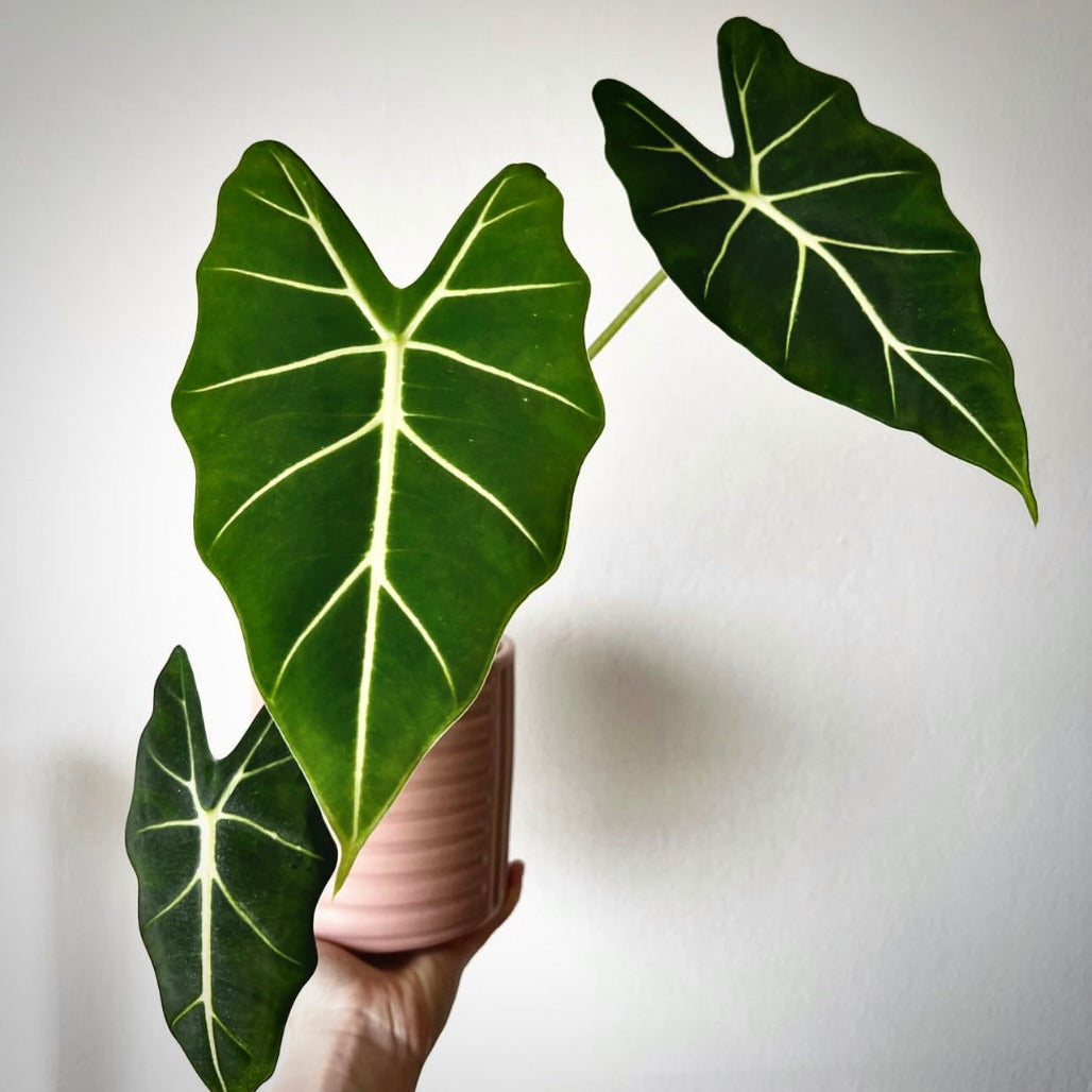 alocasia frydek for sale, alocasia frydek buy online, alocasia frydek price, alocasia frydek shop