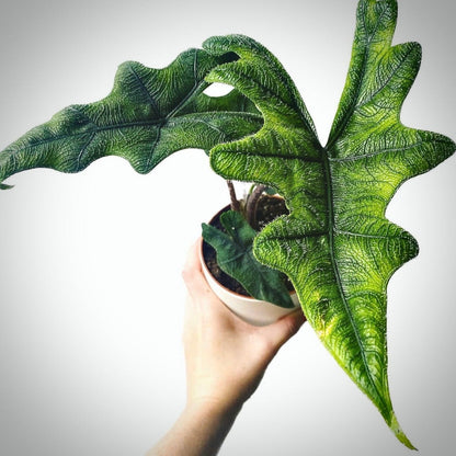 alocasia jacklyn for sale, alocasia jacklyn buy online, alocasia jacklyn price, alocasia jacklyn shop