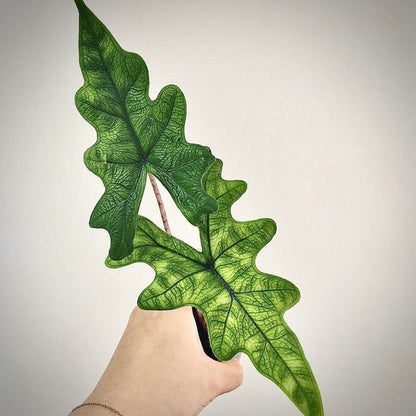 alocasia jacklyn for sale, alocasia jacklyn buy online, alocasia jacklyn price, alocasia jacklyn shop