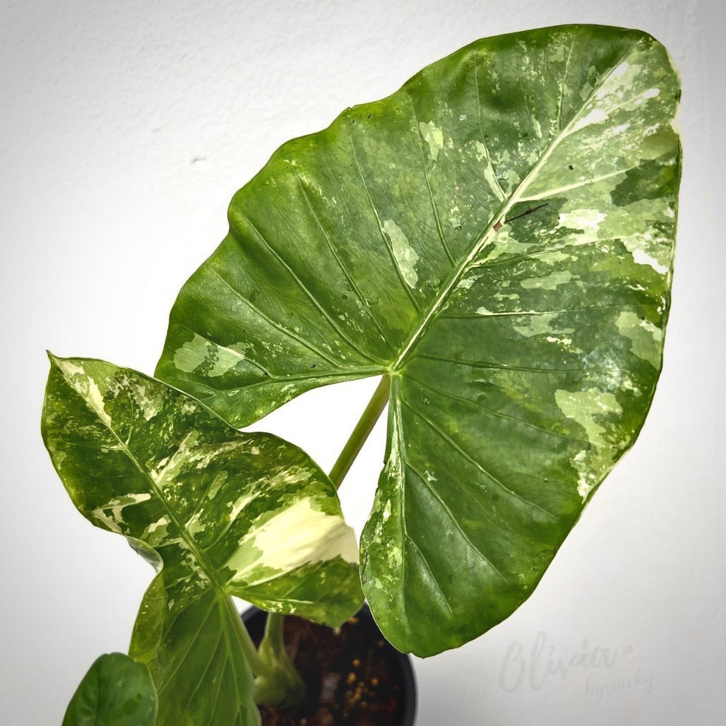 alocasia macrorrhiza variegata for sale, alocasia macrorrhiza variegata buy online, alocasia macrorrhiza variegata price, alocasia macrorrhiza variegata shop