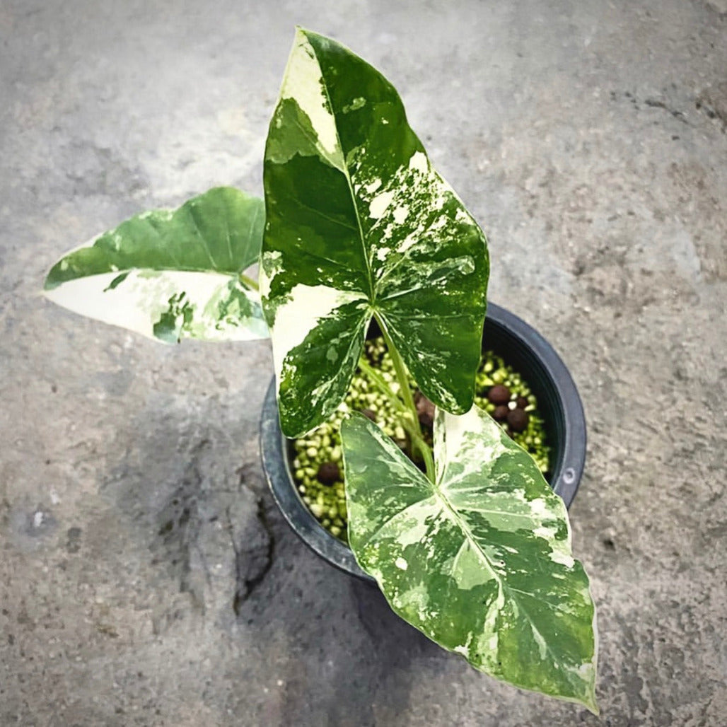 alocasia macrorrhiza variegata for sale, alocasia macrorrhiza variegata buy online, alocasia macrorrhiza variegata price, alocasia macrorrhiza variegata shop