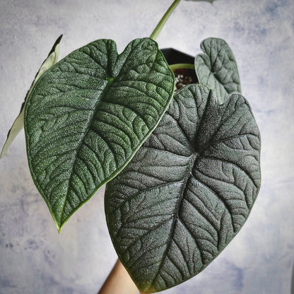 alocasia melo for sale, alocasia melo buy online, alocasia melo price, alocasia melo shop