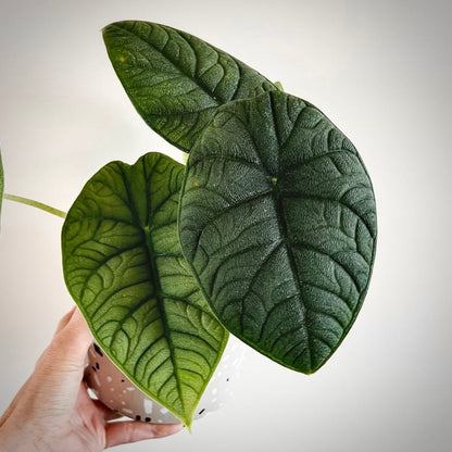 alocasia melo for sale, alocasia melo buy online, alocasia melo price, alocasia melo shop