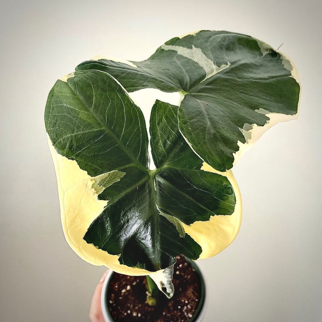 alocasia mickey mouse for sale, alocasia mickey mouse buy online, alocasia mickey mouse price, alocasia mickey mouse shop