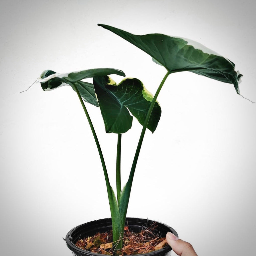 alocasia mickey mouse for sale, alocasia mickey mouse buy online, alocasia mickey mouse price, alocasia mickey mouse shop