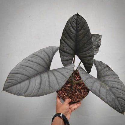 alocasia reginae for sale, alocasia reginae buy online, alocasia reginae price, alocasia reginae shop